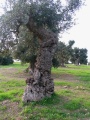 Sant'Angelo (Massafra)