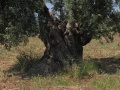 Masseria Pantaleo (Massafra)