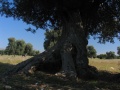 Masseria Torella (Massafra)