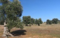 Masseria Torella (Massafra)