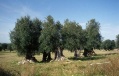 Masseria Trovanza (Massafra)