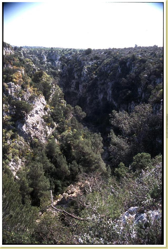 Amastuola8