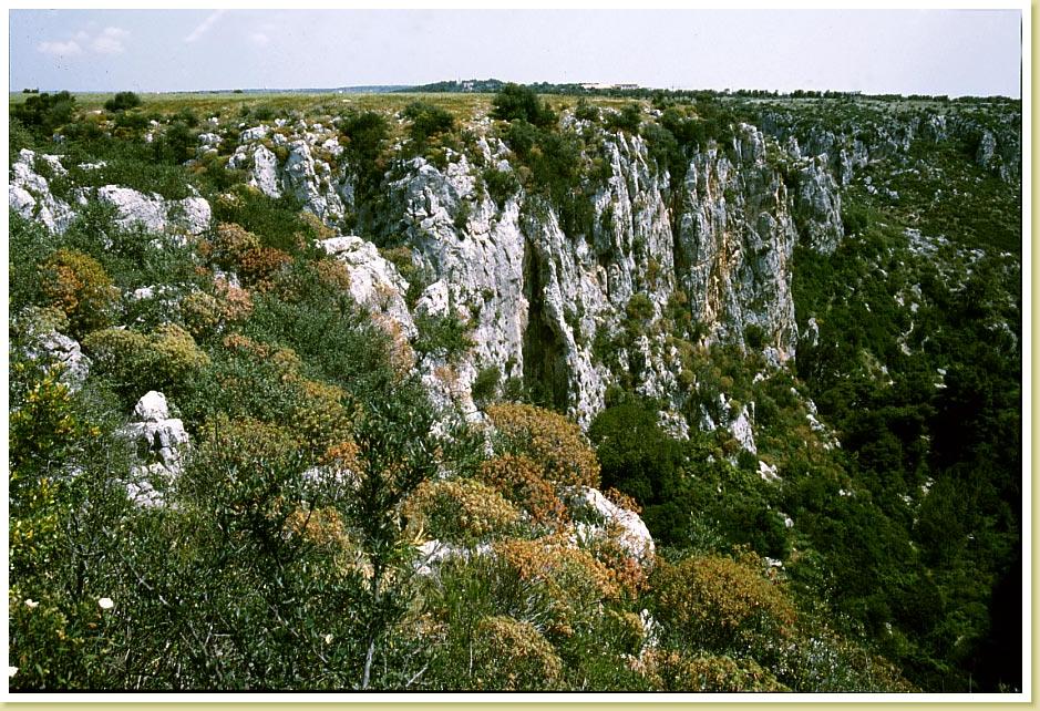 Amastuola9