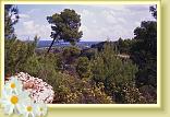 Amastuola3