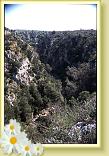 Amastuola8