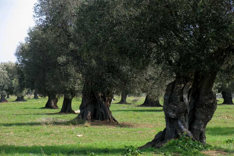 Palombarella0014.jpg - Oliveto