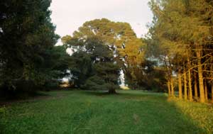 Incolto-Bosco-Mazziotta (8K)