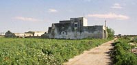 grano-Faggiano_Putrano.jpg (9K)