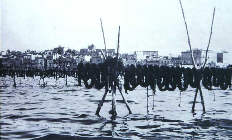 Cozze.jpg - Pali delle cozze