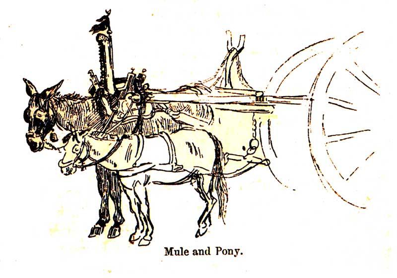 Ross-mulo.jpg