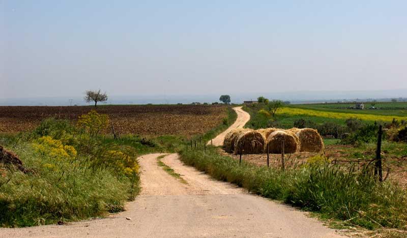 Via-AppiaCandile.jpg - La Via Appia presso Masseria Candile (Laterza)