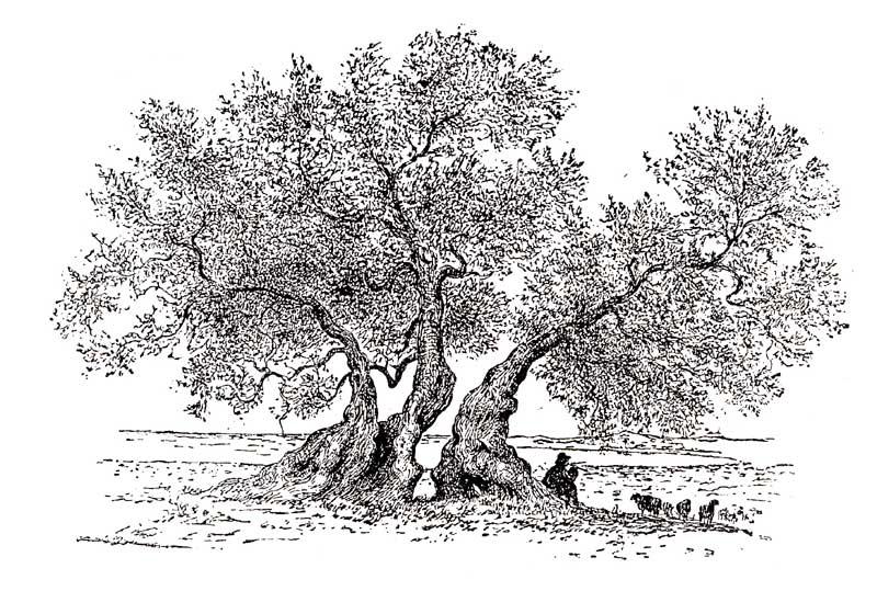 Orsi-per-J-Ross.jpg - Olivo millennario (Orsi)