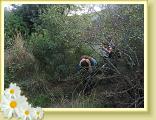 Cigliano0017